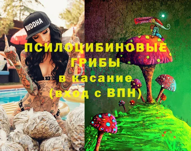 Псилоцибиновые грибы Psilocybine cubensis  Завитинск 